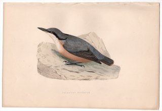 1875ǯ Bree 衼åĻ 奦 奦° 若奦 Damlatian Nuthatch