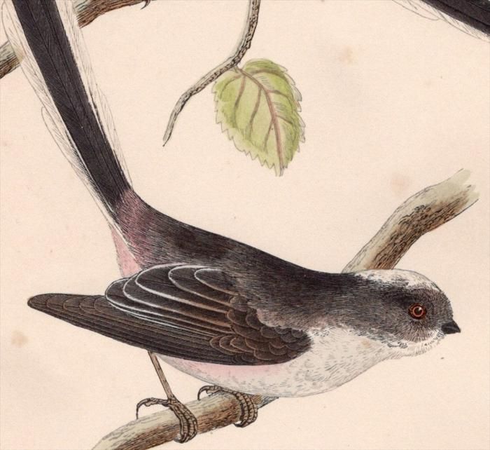 1875年 Bree ヨーロッパ鳥類史 エナガ科 エナガ属 エナガ Irby's