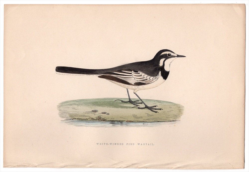 1875年 Bree ヨーロッパ鳥類史 セキレイ科 セキレイ属 ホクオウハクセキレイ White-Winged Pied Wagtail -  アンティークプリント 博物画 ボタニカルアートの通販サイト Spirito di Artigiano