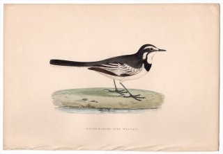 1875年 Bree ヨーロッパ鳥類史 セキレイ科 セキレイ属 ホクオウハクセキレイ White-Winged Pied Wagtail