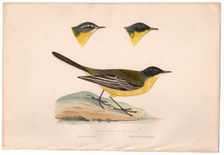 1875年 Bree ヨーロッパ鳥類史 セキレイ科 セキレイ属 ニシツメナガセキレイ Black-Headed Wagtail