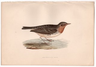 1875年 Bree ヨーロッパ鳥類史 セキレイ科 タヒバリ属 ムネアカタヒバリ Red-Throated Pipit