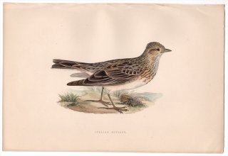 1875ǯ Bree 衼åĻ ҥХ ҥХ° ҥХ Italian Skylark