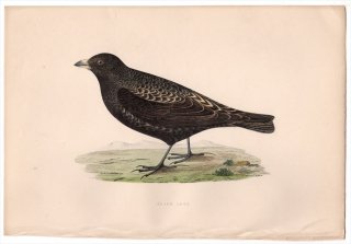 1875年 Bree ヨーロッパ鳥類史 ヒバリ科 コウテンシ属 クロコウテンシ Black Lark