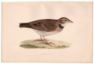 1875年 Bree ヨーロッパ鳥類史 ヒバリ科 コウテンシ属 クロエリコウテンシ Calandra Lark