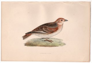 1875ǯ Bree 衼åĻ ҥХ ƥ° ϥƥ Siberian Lark