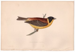 1875年 Bree ヨーロッパ鳥類史 ホオジロ科 ホオジロ属 ズグロチャキンチョウ Black-Headed Bunting