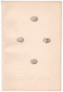 1875年 Bree ヨーロッパ鳥類史 ホオジロ科 ホオジロ属 ズグロチャキンチョウ シラガホオジロ ノドアカホオジロ ヒゲホオジロ 卵