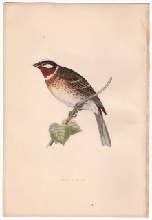1875年 Bree ヨーロッパ鳥類史 ホオジロ科 ホオジロ属 シラガホオジロ Pine Bunting