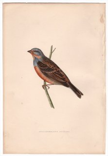 1875年 Bree ヨーロッパ鳥類史 ホオジロ科 ホオジロ属 ノドアカホオジロ Cretzschmaer's Bunting