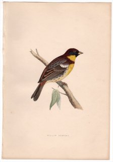 1875ǯ Bree 衼åĻ ۥ ۥ° ޥ Willow Bunting