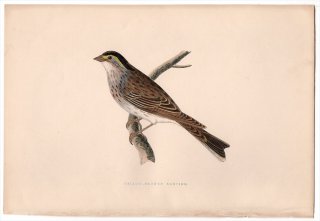 1875年 Bree ヨーロッパ鳥類史 ホオジロ科 ホオジロ属 キマユホオジロ Yellow-Browed Bunting