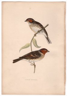 1875年 Bree ヨーロッパ鳥類史 ホオジロ科 ホオジロ属 コホオアカ Little Bunting