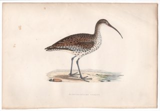 1876ǯ Bree 衼åĻ  㥯° ϥ奦㥯 Slender-Billed Curlew