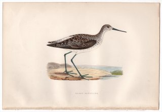 1876年 Bree ヨーロッパ鳥類史 シギ科 クサシギ属 コアオアシシギ Marsh Sandpiper