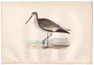 1876年 Bree ヨーロッパ鳥類史 シギ科 クサシギ属 ハジロオオシギ Willet