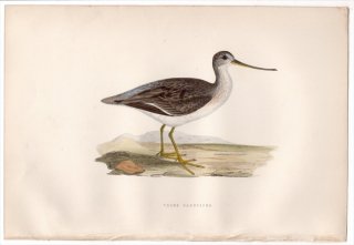 1876年 Bree ヨーロッパ鳥類史 シギ科 ソリハシシギ属 ソリハシシギ Terek Sandpiper