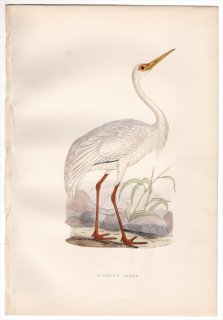 1876年 Bree ヨーロッパ鳥類史 ツル科 レウコゲラヌス属 ソデグロヅル Siberian Crane
