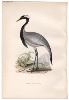 1876年 Bree ヨーロッパ鳥類史 ツル科 ツル属 アネハヅル Demoiselle Crane