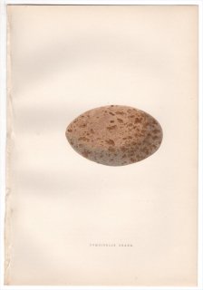 1876年 Bree ヨーロッパ鳥類史 ツル科 ツル属 アネハヅル Demoiselle Crane 卵