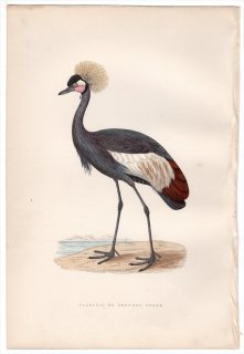 1876年 Bree ヨーロッパ鳥類史 ツル科 カンムリヅル属 カンムリヅル Balearic, or Crowned Crane