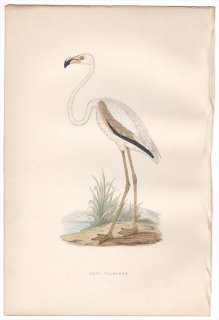 1876年 Bree ヨーロッパ鳥類史 フラミンゴ科 フラミンゴ属 オオフラミンゴ Rosy Flamingo