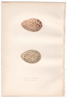 1876年 Bree ヨーロッパ鳥類史 クイナ科 セイケイ Purple Waterhen アフリカオオバン Red-Lobed Coot 卵