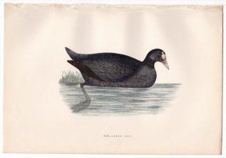 1876ǯ Bree 衼åĻ ʲ Х° եꥫХ Red-Lobed Coot