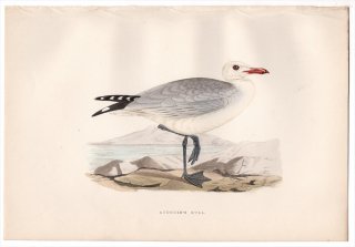 1876年 Bree ヨーロッパ鳥類史 カモメ科 イクチアエツス属 アカハシカモメ Audouin's Gull