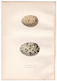 1876年 Bree ヨーロッパ鳥類史 カモメ科 メジロカモメ White-Eyed Gull アカハシカモメ Audouin's Gull 卵