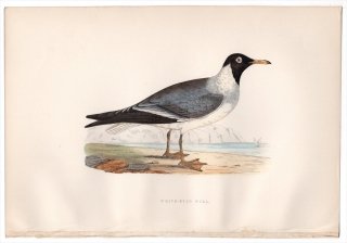 1876年 Bree ヨーロッパ鳥類史 カモメ科 イクチアエツス属 メジロカモメ White-Eyed Gull
