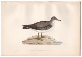 1876ǯ Bree 衼åĻ ߥʥɥ ߥʥɥ° ޥ󥯥ߥʥɥ Algerian Cinereous Shearwater