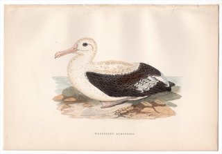 1876年 Bree ヨーロッパ鳥類史 アホウドリ科 アホウドリ属 ワタリアホウドリ Wandering Albatross