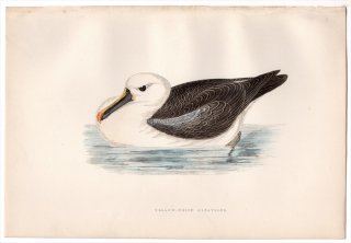 1876ǯ Bree 衼åĻ ۥɥ å륱° ˥Хʥۥɥ Yellow-Nosed Albatross