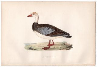 1876年 Bree ヨーロッパ鳥類史 カモ科 アオバコバシガン属 アオバコバシガン Blue-Winged Goose