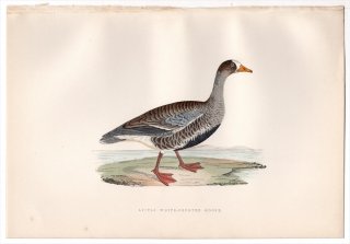 1876年 Bree ヨーロッパ鳥類史 カモ科 マガン属 カリガネ Little White-Fronted Goose