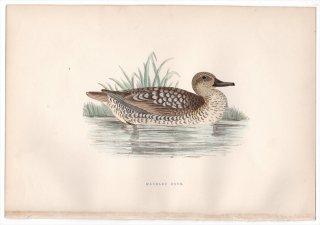 1876年 Bree ヨーロッパ鳥類史 カモ科 ウスユキガモ属 ウスユキガモ Marbled Duck