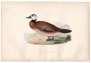 1876年 Bree ヨーロッパ鳥類史 カモ科 オタテガモ属 カオジロオタテガモ White-Headed Duck