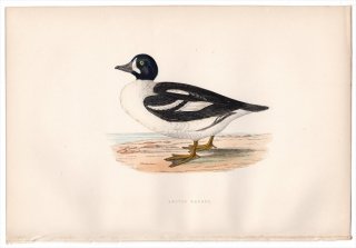 1876年 Bree ヨーロッパ鳥類史 カモ科 ホオジロガモ属 ホオジロガモ Arctic Garrot