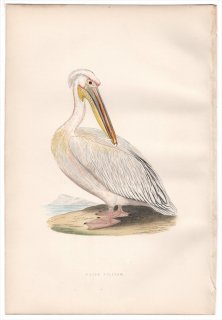 1876ǯ Bree 衼åĻ ڥꥫ ڥꥫ° ⥤ڥꥫ White Pelican