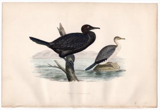 1876ǯ Bree 衼åĻ  ߥ° ӥȥ Little Cormorant