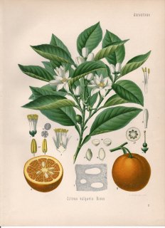 1887年 ケーラーの薬用植物 ミカン科 ミカン属 ダイダイ Citrus vulgaris Risso