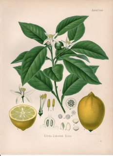 1887ǯ 顼ѿʪ ߥ ߥ°  Citrus limonum Risso