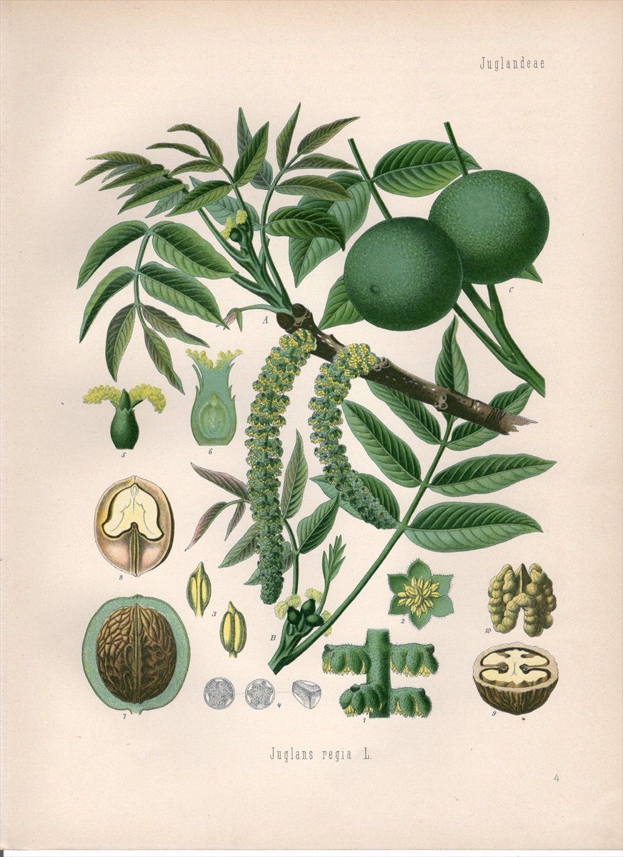 くるみ 板の標本 植物標本 errer 胡桃 ボタニカル