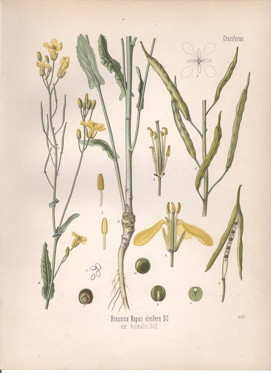 1887年 ケーラーの薬用植物 アブラナ科 アブラナ属 セイヨウアブラナ Brassica napus oleifera DC -  アンティークプリント 博物画 ボタニカルアートの通販サイト Spirito di Artigiano