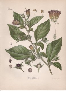 1887ǯ 顼ѿʪ ʥ ߥʥ° ߥʥ Atropa belladonna L