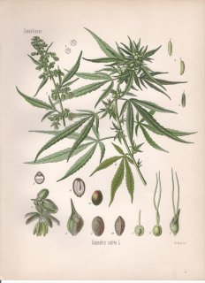 1887年 ケーラーの薬用植物 アサ科 アサ属 アサ Cannabis sativa L 麻