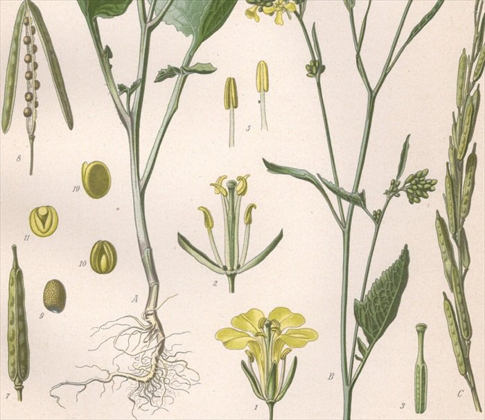 1887年 ケーラーの薬用植物 アブラナ科 アブラナ属 クロガラシ Brassica nigra Koch - アンティークプリント 博物画  ボタニカルアートの通販サイト Spirito di Artigiano