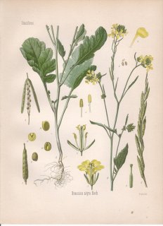 1887ǯ 顼ѿʪ ֥ʲ ֥° 饷 Brassica nigra Koch