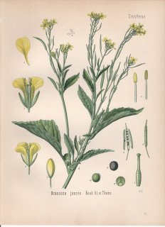 1887ǯ 顼ѿʪ ֥ʲ ֥° 饷 Brassica juncea Hook fil.et Thoms
